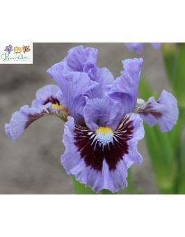 Iris lilliput : Oh Canada