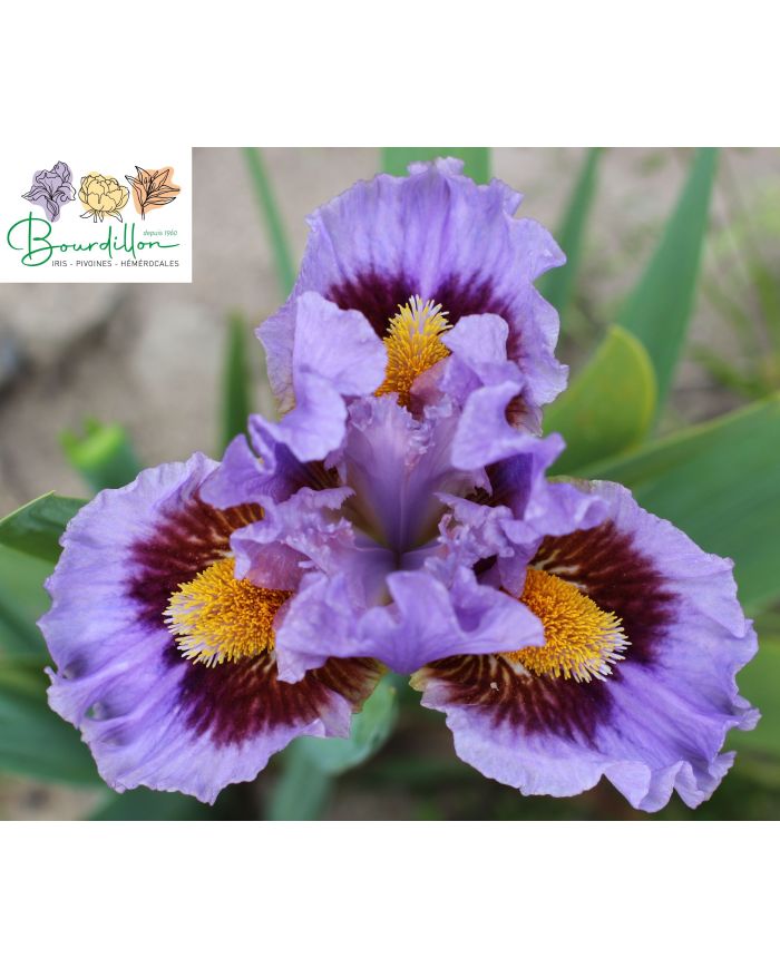 Iris barbato nano standard (SDB) : Woody Woodpecker