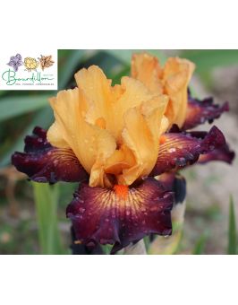 Iris de bordure : Petit mais costaud