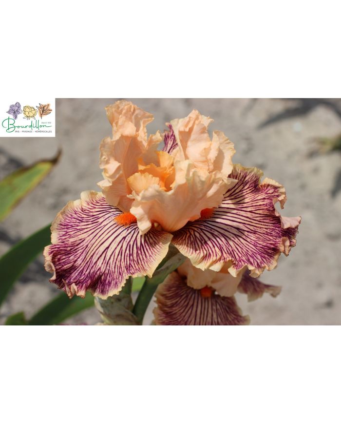 Iris : Dans mon sillon