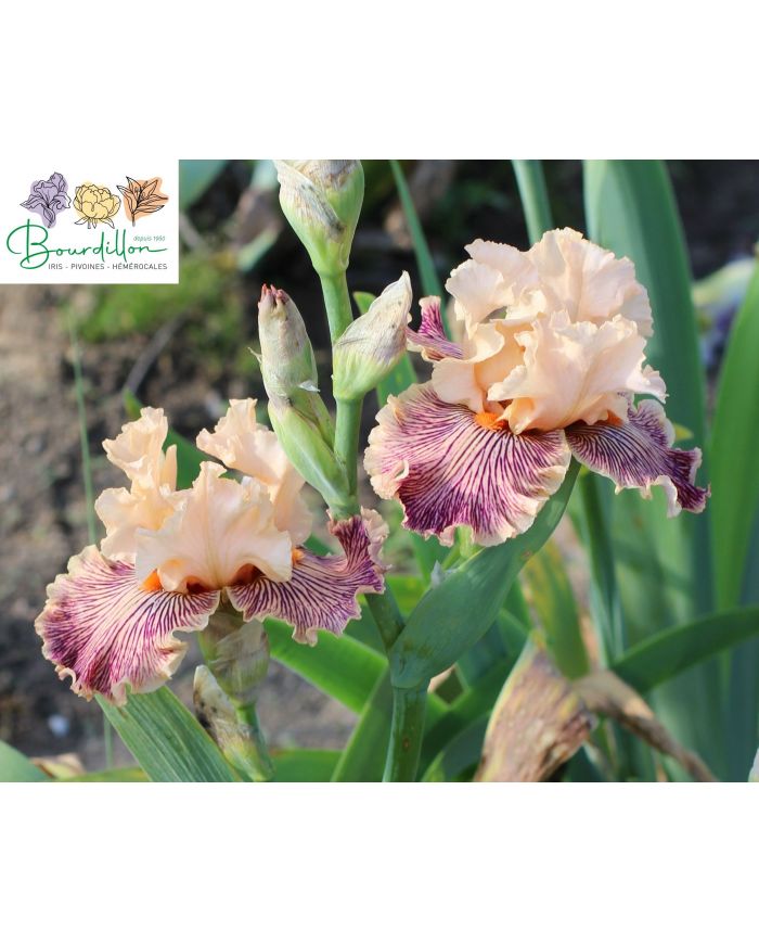 Iris : Dans mon sillon
