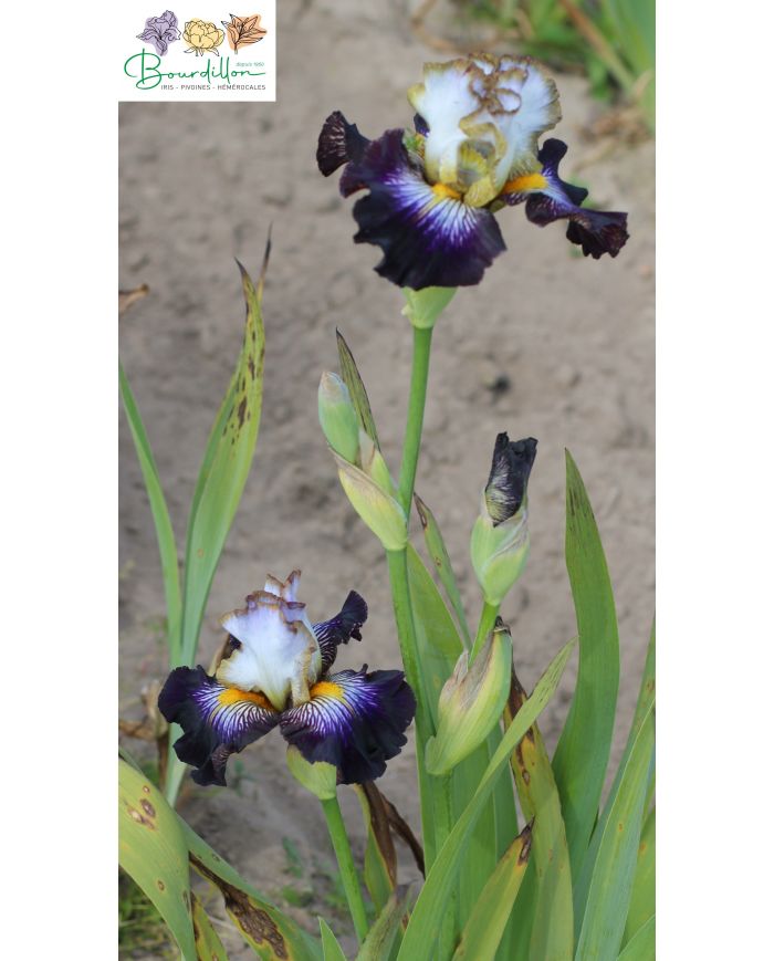 Iris : Eclat de nuit