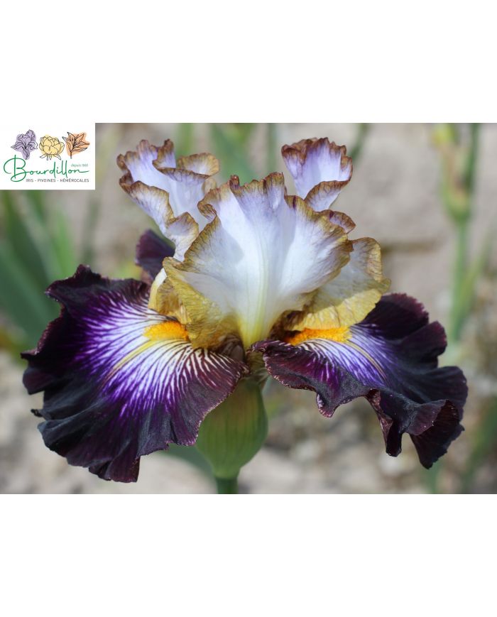 Iris : Eclat de nuit