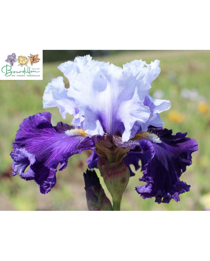 Iris : Geai bleu