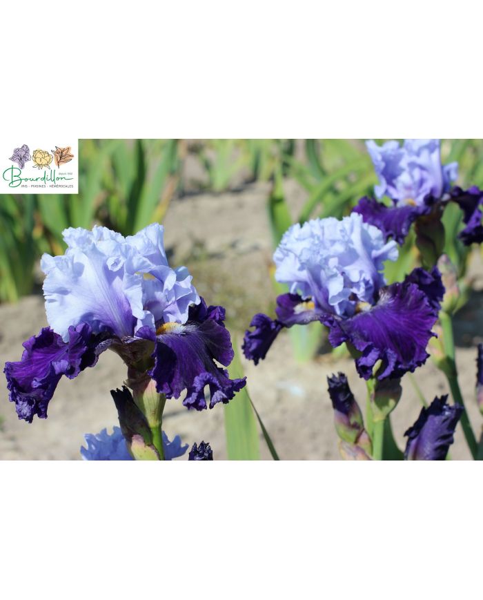 Iris : Geai bleu