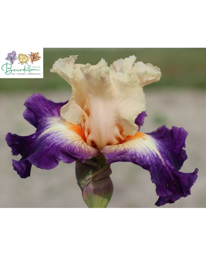 Iris : Grace ardéchoise