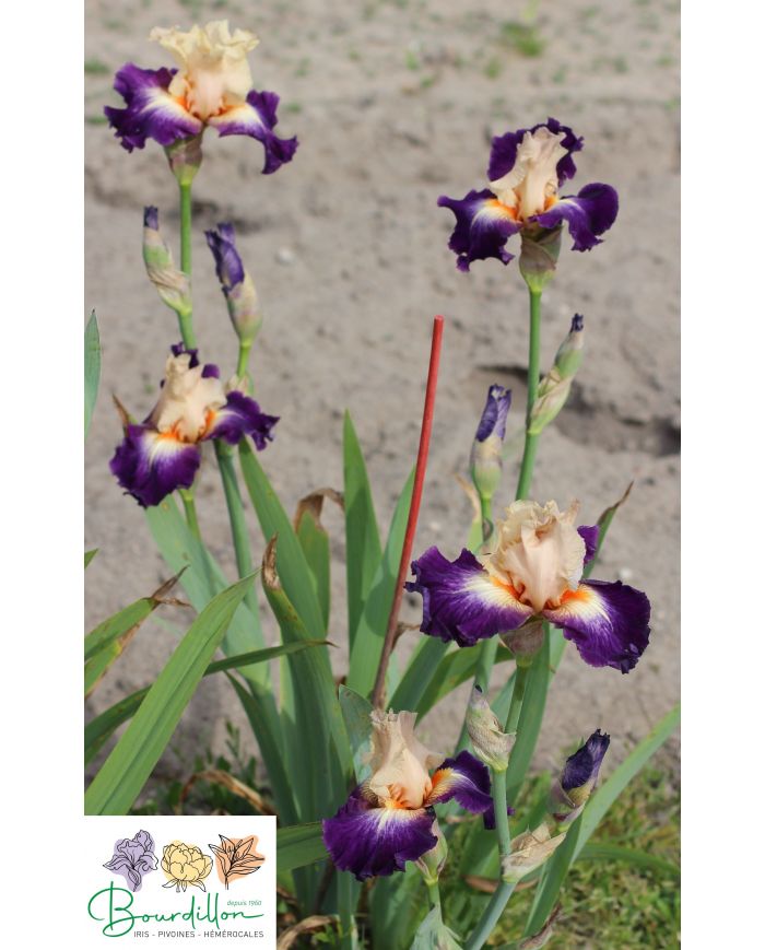 Iris : Grace ardéchoise