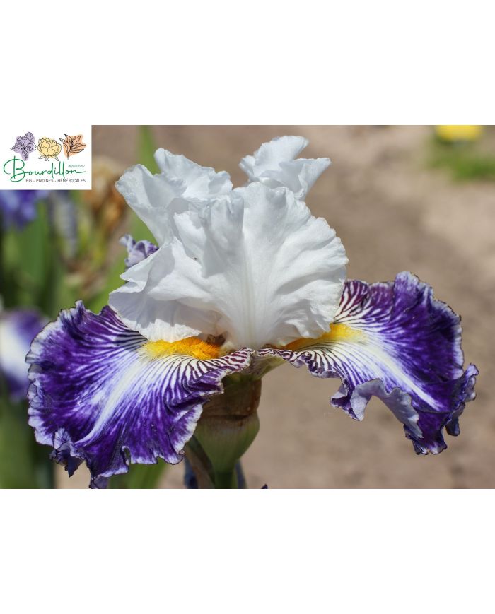 Iris : Beautiful nitra
