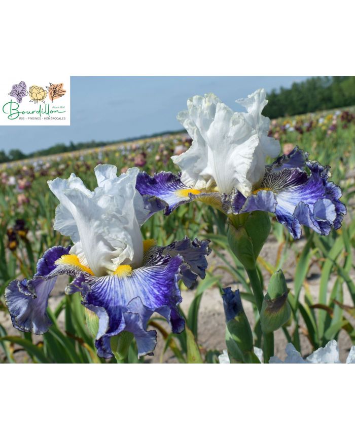 Iris : Beautiful nitra