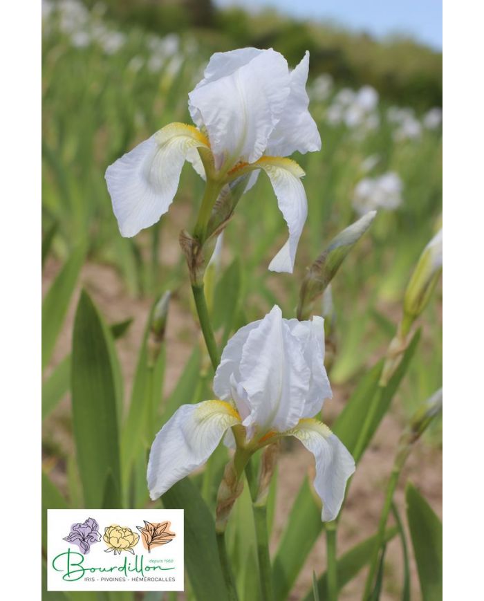 Iris : Iris De Florence