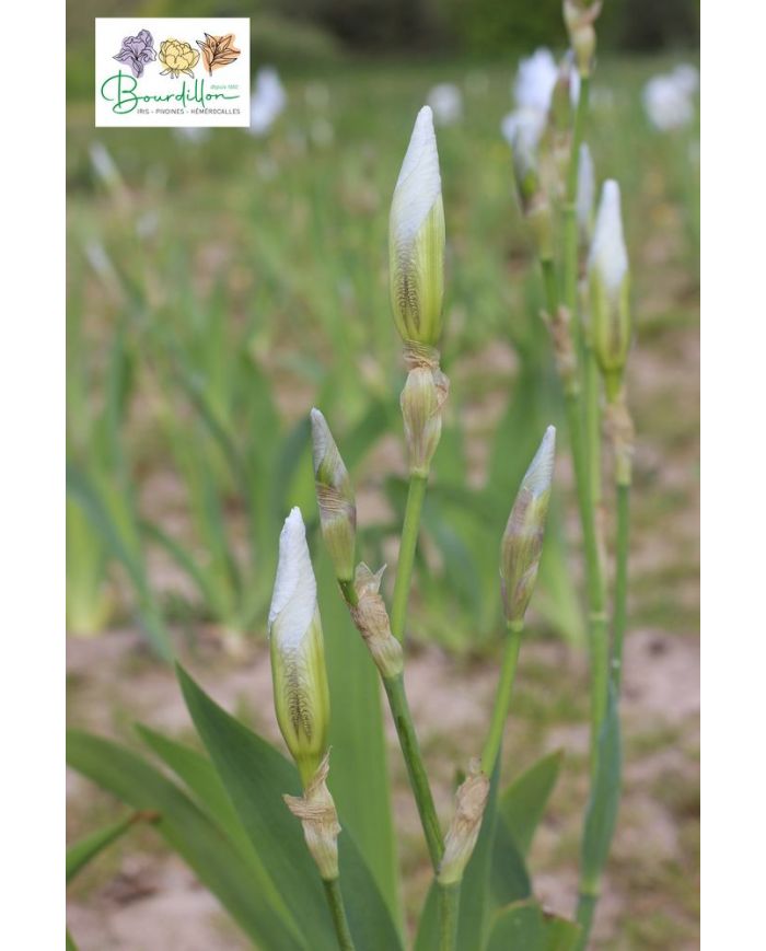 Iris : Iris De Florence