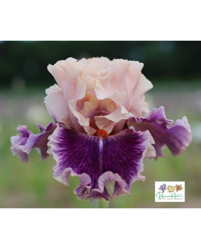 Iris : Born This Way