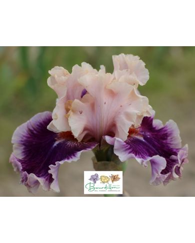Iris : Born This Way