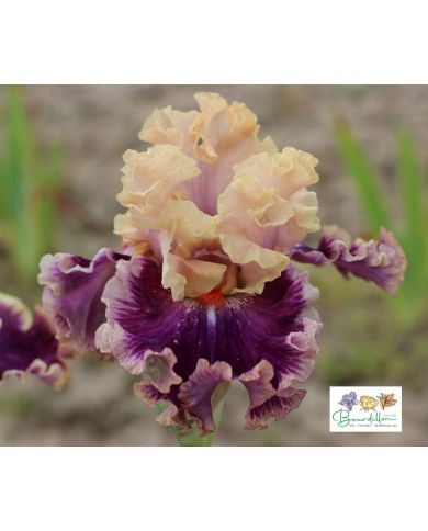Iris : Born This Way