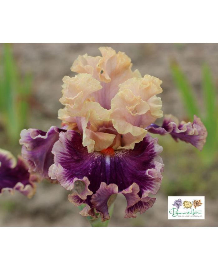 Iris : Born This Way
