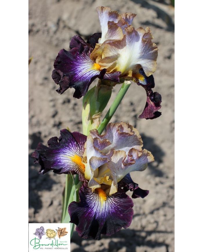 Iris : Mixed Signals