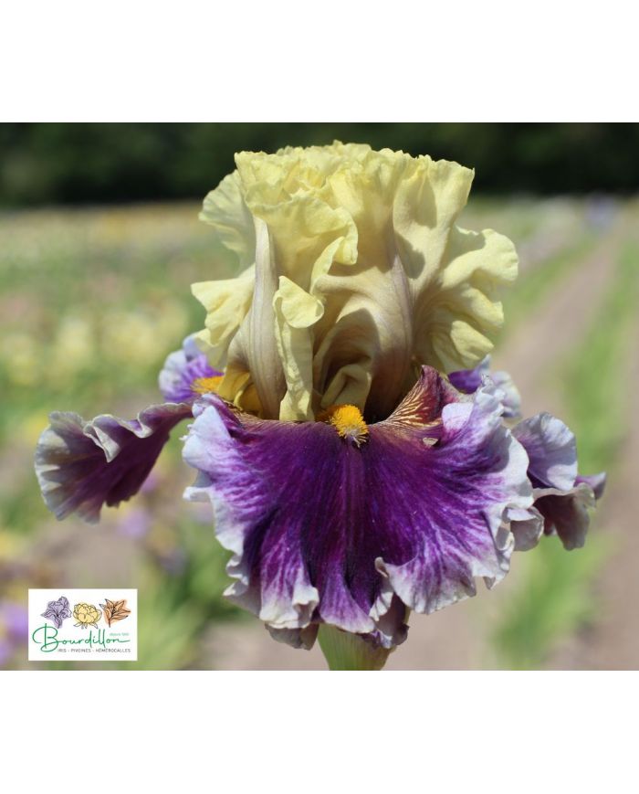 Iris : Painted Shadows