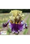 Iris : Courbe Voluptueuse