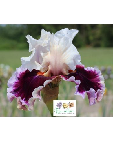 Iris : Royal Passage