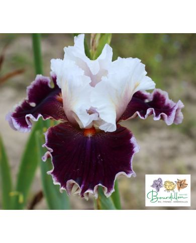 Iris : Royal Passage