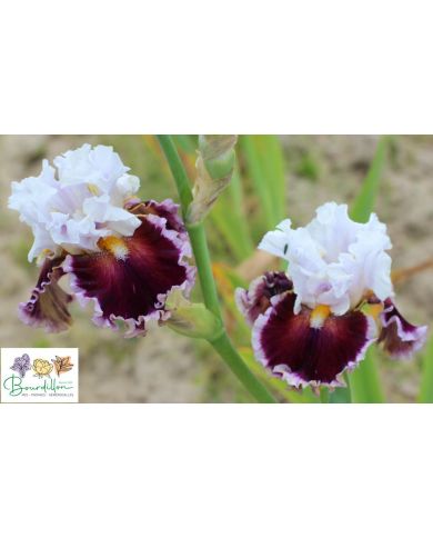 Iris : When Doves Cry