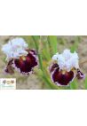 Iris : Shandygaff