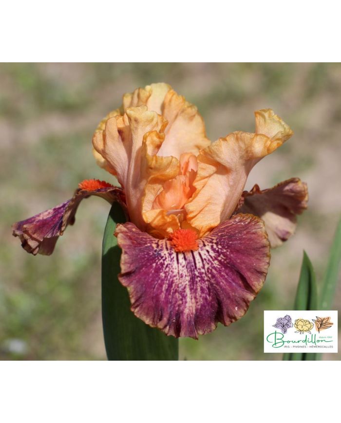 Standard Dwarf Bearded Iris (SDB) : Alaia