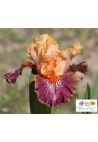 Iris barbato nano standard (SDB) : Woody Woodpecker