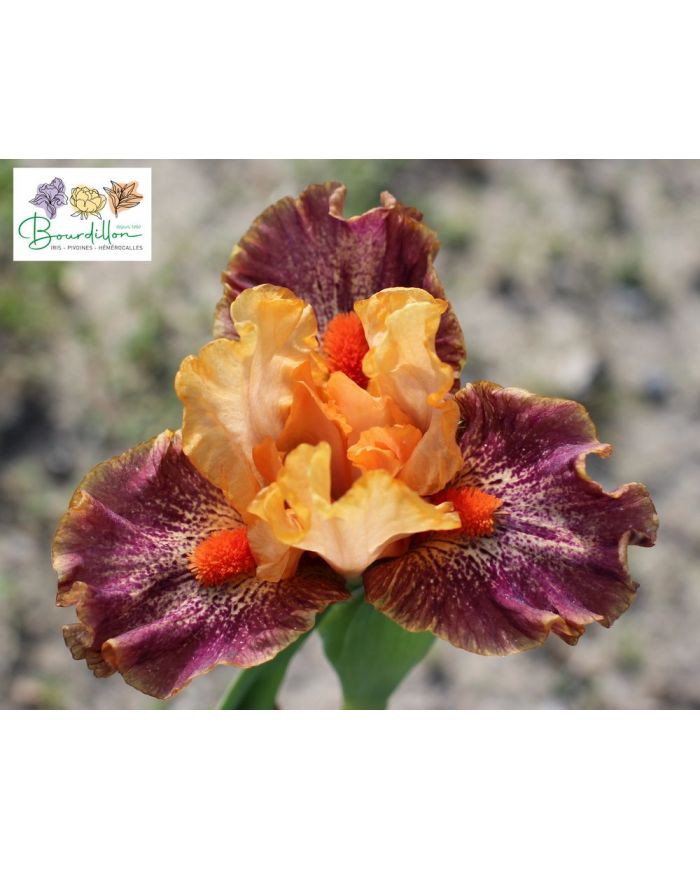 Standard Dwarf Bearded Iris (SDB) : Alaia