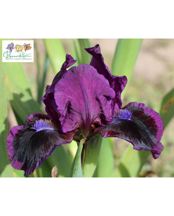 Iris lilliput : Ksar