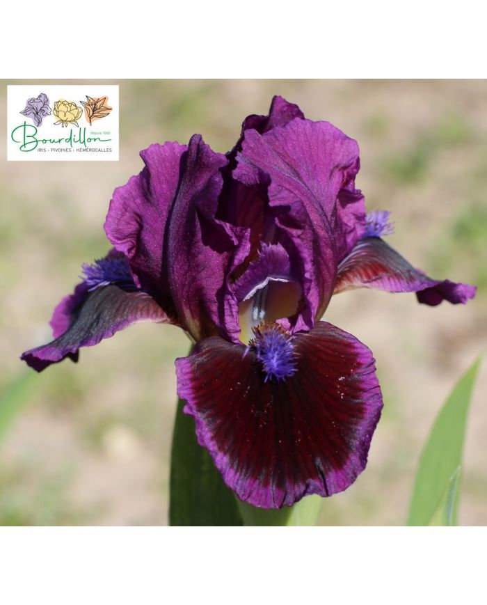 Iris lilliput : Ksar