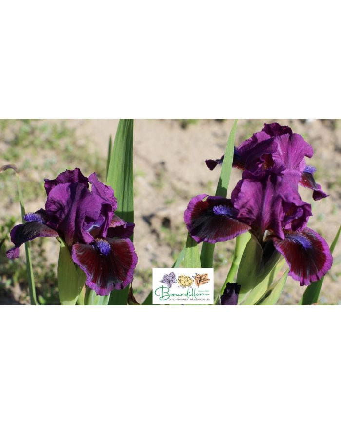 Iris lilliput : Ksar