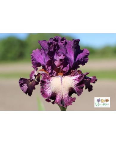 Iris : Et Pourquoi Pas