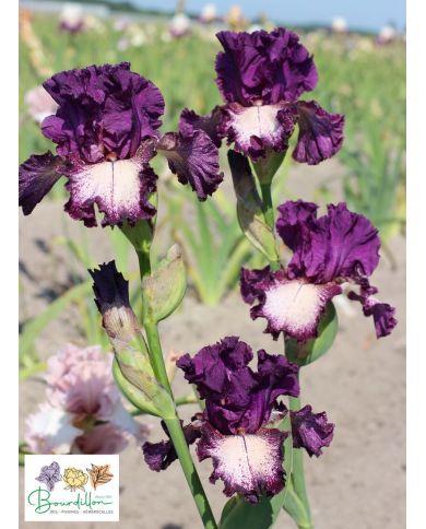 Iris : Et Pourquoi Pas