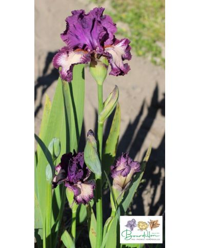 Iris : Et Pourquoi Pas