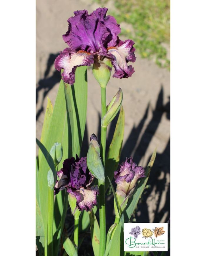Iris : Et Pourquoi Pas