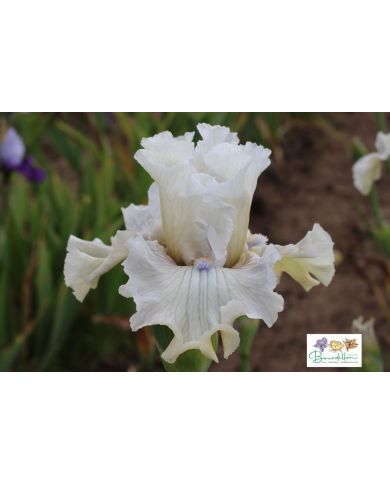 Iris : Juste Beau