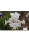Iris : Et Pourquoi Pas