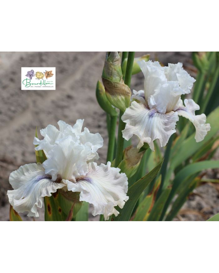 Iris : Juste Beau