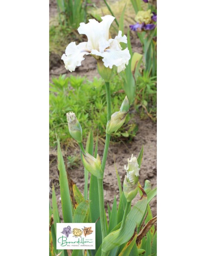 Iris : Juste Beau