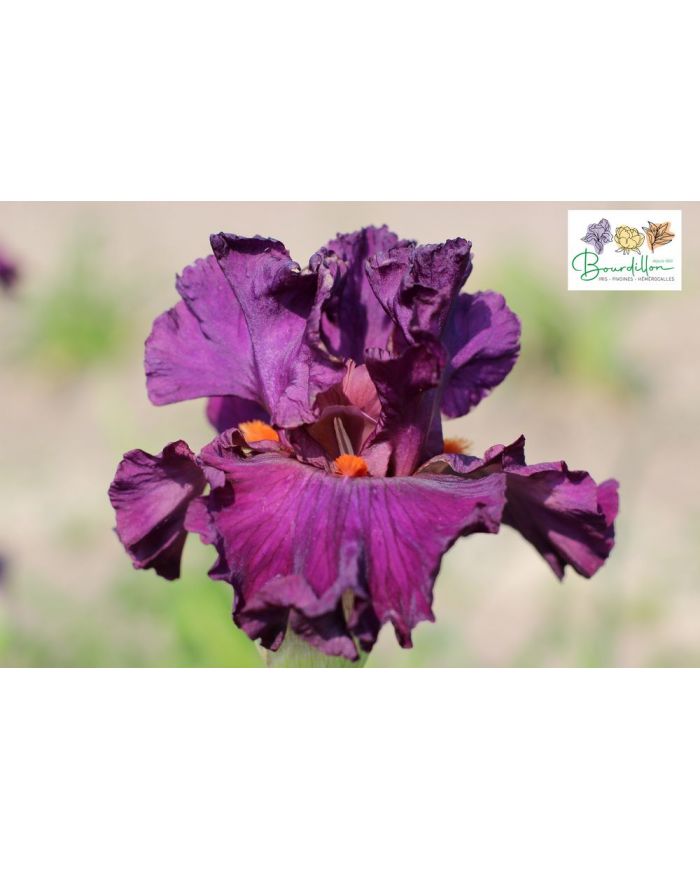 Iris : Arrête et Regarde