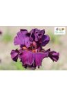 Iris : Iris De Florence
