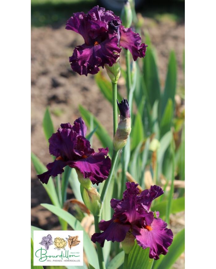 Iris : Arrête et Regarde