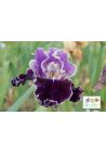 Iris : Force et honneur