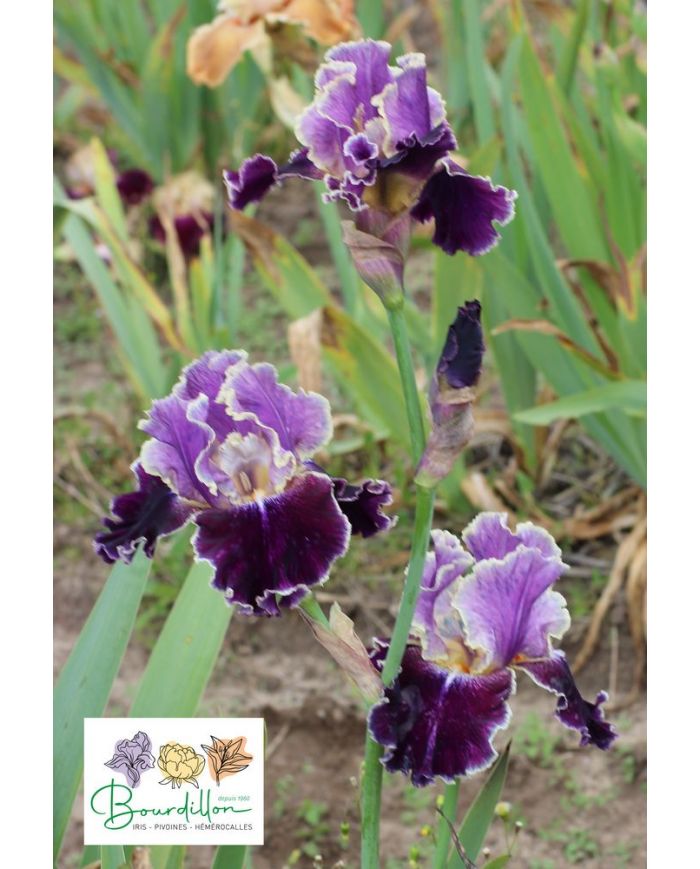 Iris : Luminatix