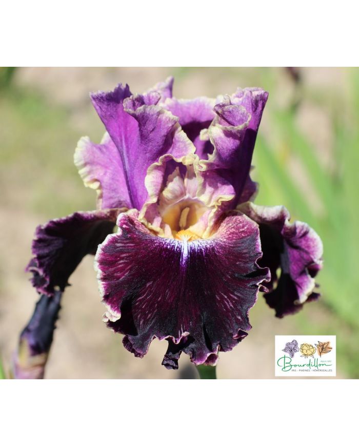 Iris : Luminatix