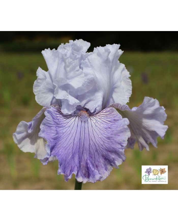 Iris : Intemporel