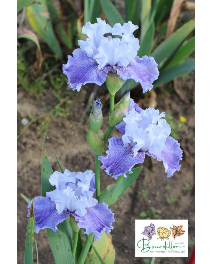 Iris : Intemporel
