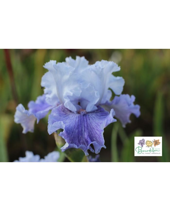 Iris : Intemporel
