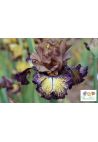 Iris : Force et honneur